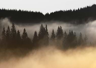 Foggy Pines in the Forest