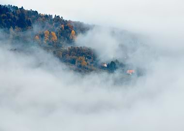 Misty autumn forest, view