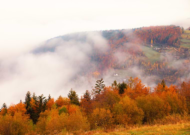 Misty autumn forest, view