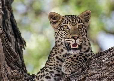 Leopard Animal at the tree