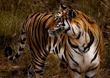 Tiger Situational Awarenes