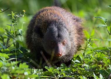 The stripe necked mongoose