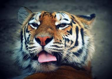 Yawning Tiger
