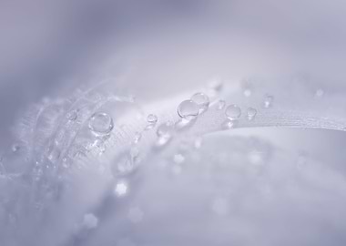 Raindrops and feather