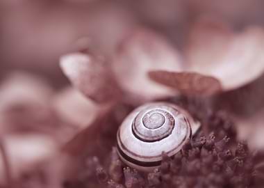 Shell on hydrangea flower