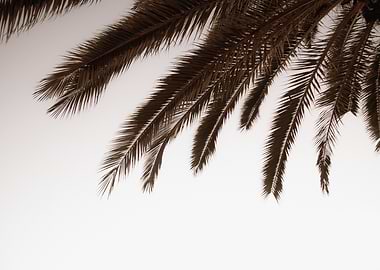 Dreamy Palms 1