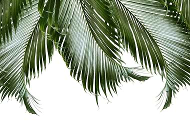 Palm Leaves Finesse 1