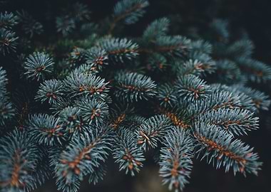 Pine Needle Branch