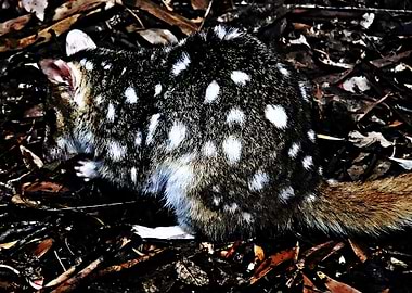 quoll animal nature