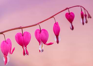 Pink Valentine flowers