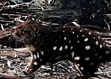 quoll animal