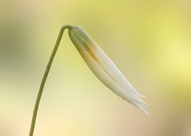 Trout lily wildflower