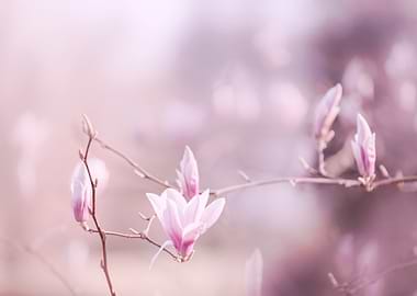 Magnolia pink flowers