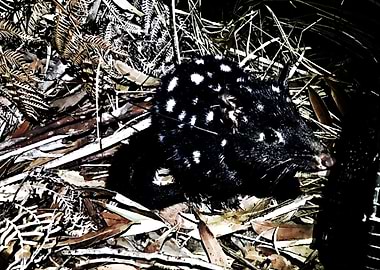 quoll animal
