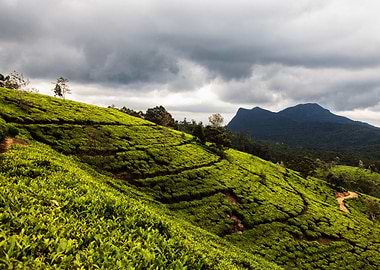 tea plantation