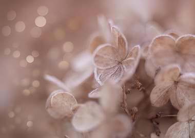 Macro frosted hydrangea