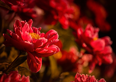 Red peonies in the summer