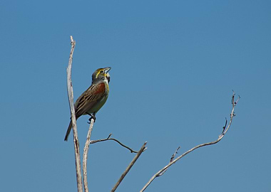Dickcissel bird
