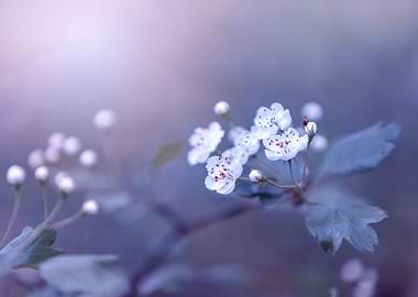 Twig with white flowers