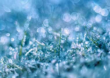 Dew drops on a frozen lawn