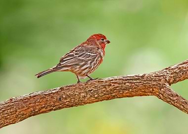 Male house finch