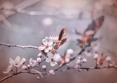 Pink Cherry blossoms