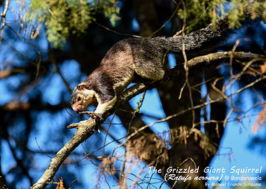 Grizzled Giant Squirrel