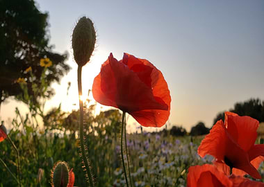 Klatschmohn Poppy