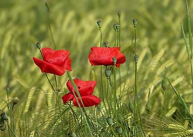 Klatschmohn Poppy