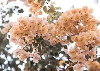 Bougainvillea Dream 1