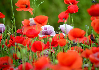 Klatschmohn Poppy