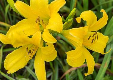 Lemon Daylillies with Rain