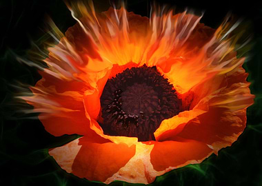 Klatschmohn Poppy