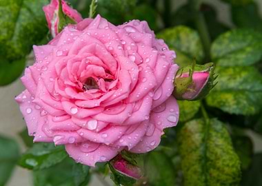 Pink Carnation with drops