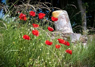 Klatschmohn Poppy