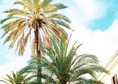 Bella Roma Palm in Rome 2