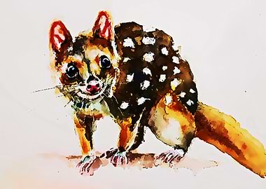 quoll