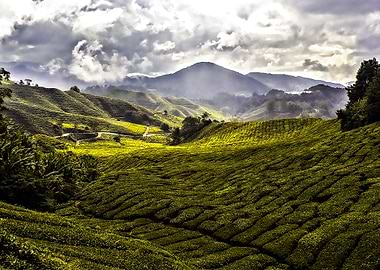 tea plantation