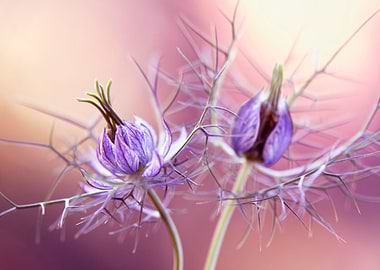 Nigella flowers