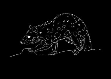 quoll