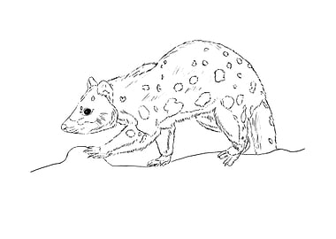 quoll