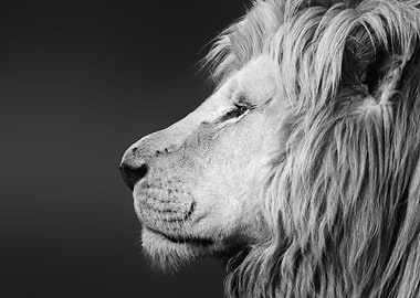 Lion side face closeup