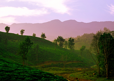 tea plantation