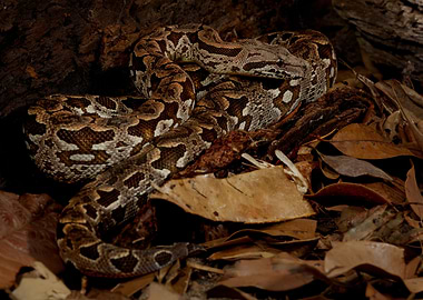 Demirls Boa Constrictor