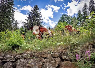 Cows in the Alps
