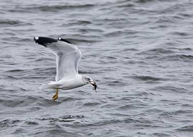 Seagull with fish in mouth