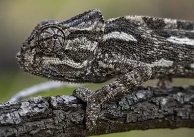 Mediterranean Chameleon