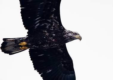 Juvenile bald eagle close
