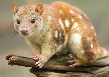 quoll