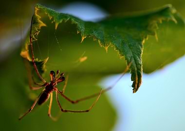 Insect on morning hunt